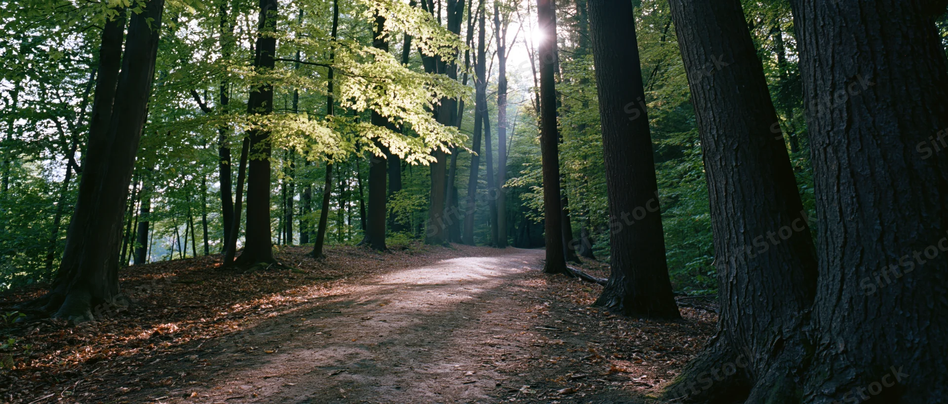 Dirt path winding through dense forest with sunlight filtering through trees
