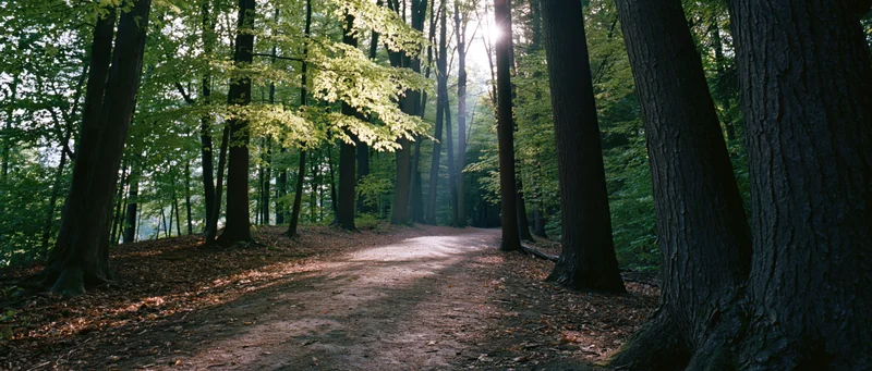 Dirt path winding through dense forest with sunlight filtering through trees