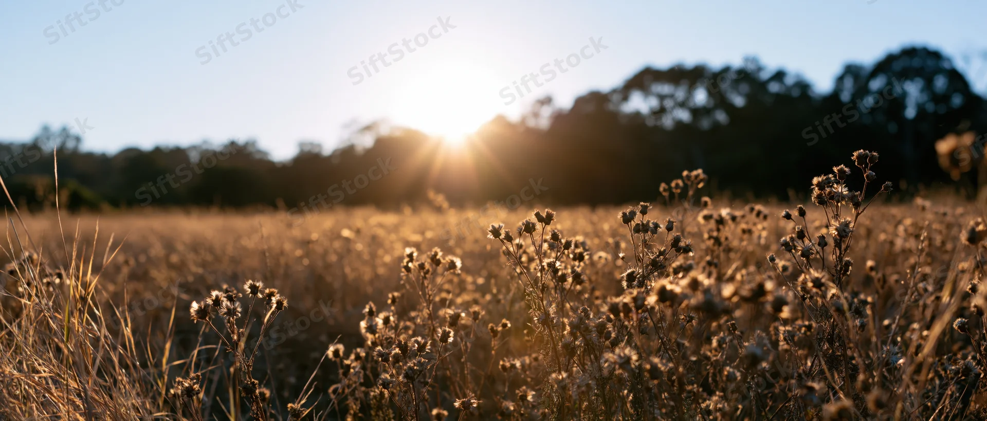 Wildflowers in a golden field at sunset with trees on the horizon