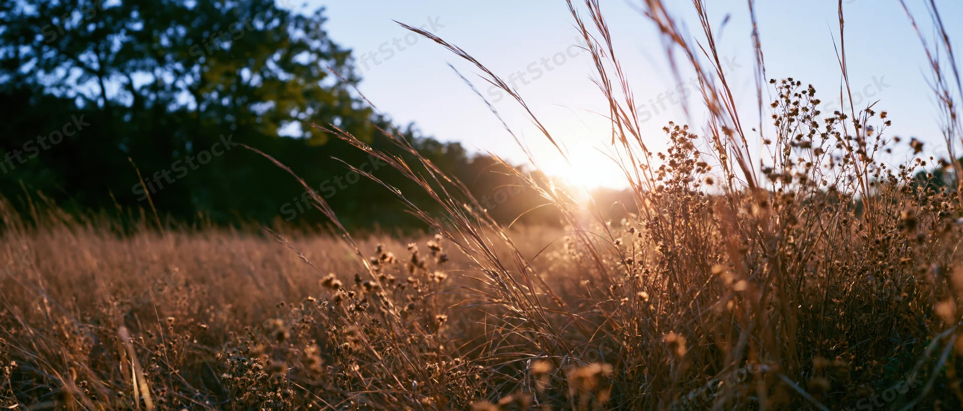 Dry grass and wildflowers in a field at sunset with warm golden light filtering through stalks
