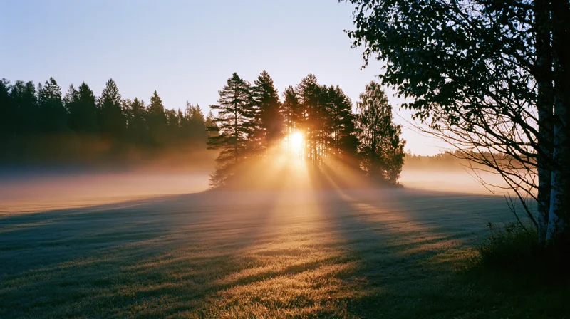 Sunrise light rays through forest trees over misty meadow at dawn
