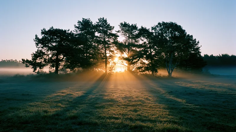 Sunrise glowing through trees in a foggy field at dawn