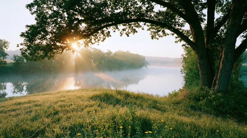 Sunrise over misty river viewed through tree arch in grassy field