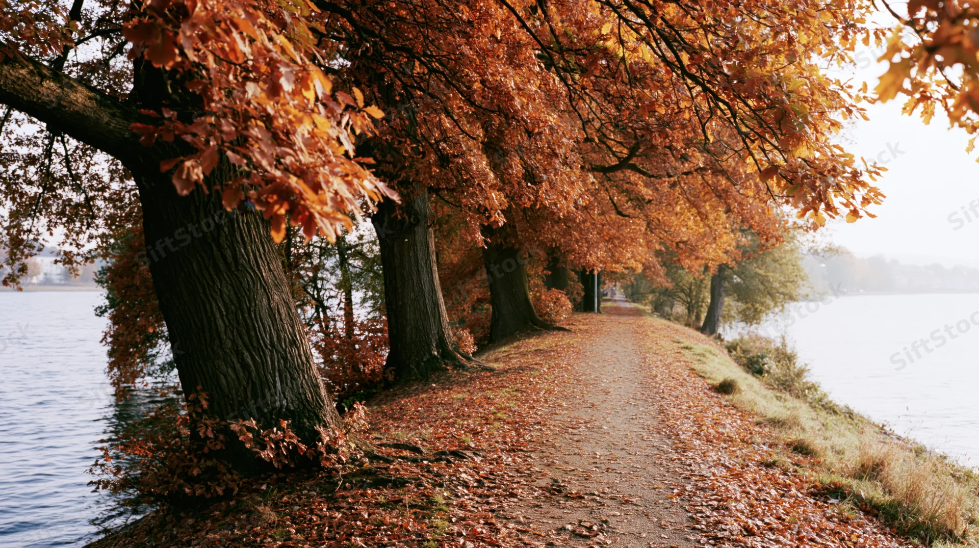 Autumn trees lining a leaf-covered path beside a calm lake
