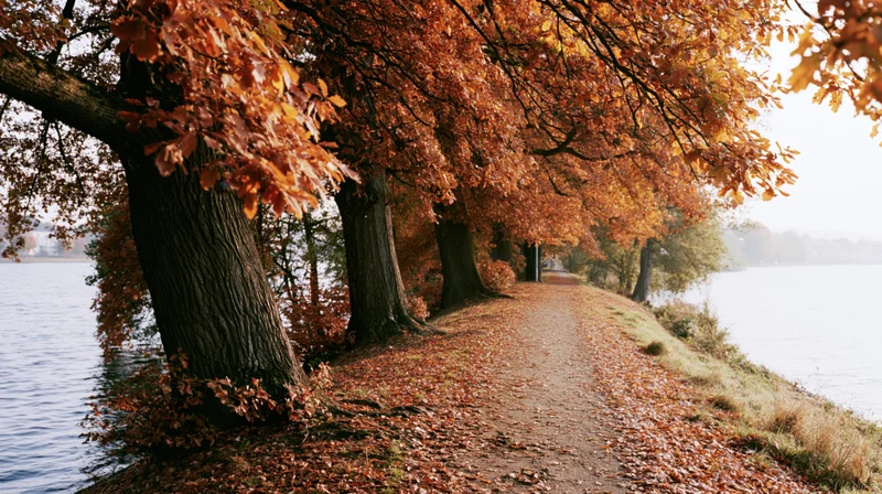 Autumn trees lining a leaf-covered path beside a calm lake