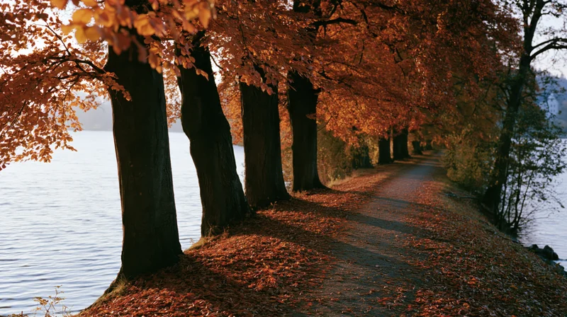 Autumn trees lining a path beside a lake, their leaves fallen and golden in the sunlight