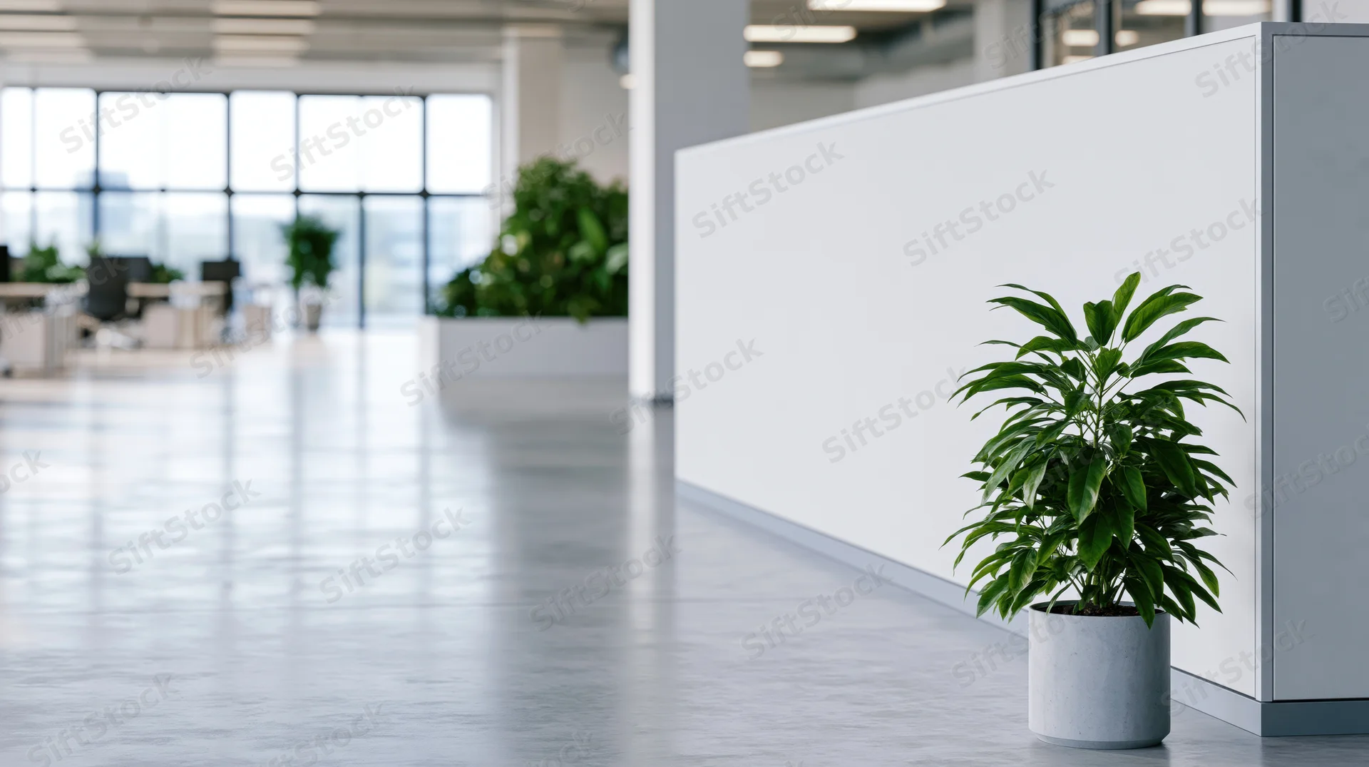 Potted green plant in a modern office hallway near a white partition wall