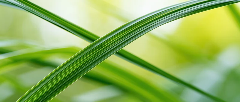 Closeup of green grass blades crossing in a natural outdoor setting with soft background blur
