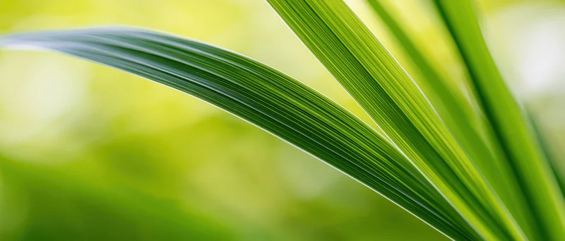 Closeup of a green leaf blade with visible veins against a blurred natural background