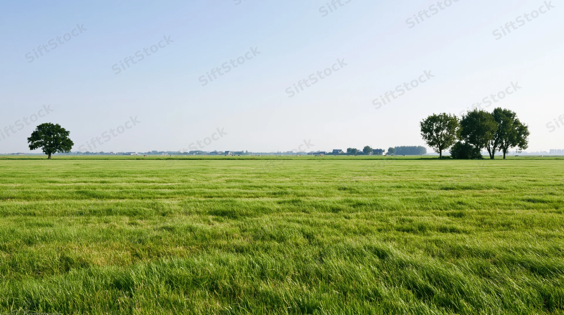 Expansive green field with scattered trees under clear blue sky in rural countryside