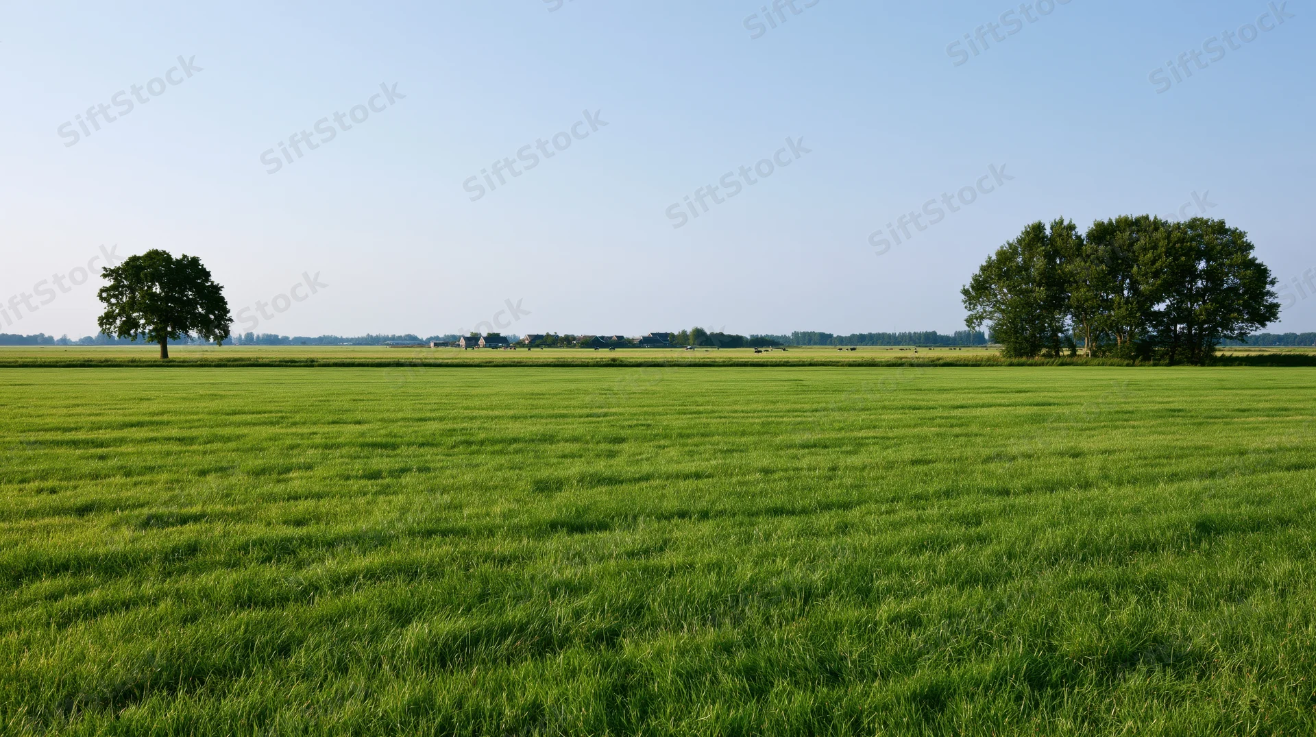 Expansive green field with scattered trees under clear blue sky in rural countryside