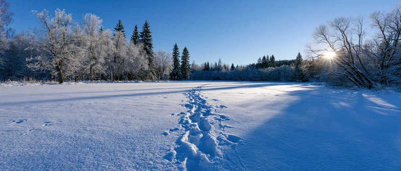 Footprints in deep snow leading through a frost-covered forest on a clear winter morning