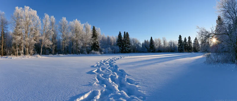Footprints in snow leading through a frost-covered forest on a clear winter morning
