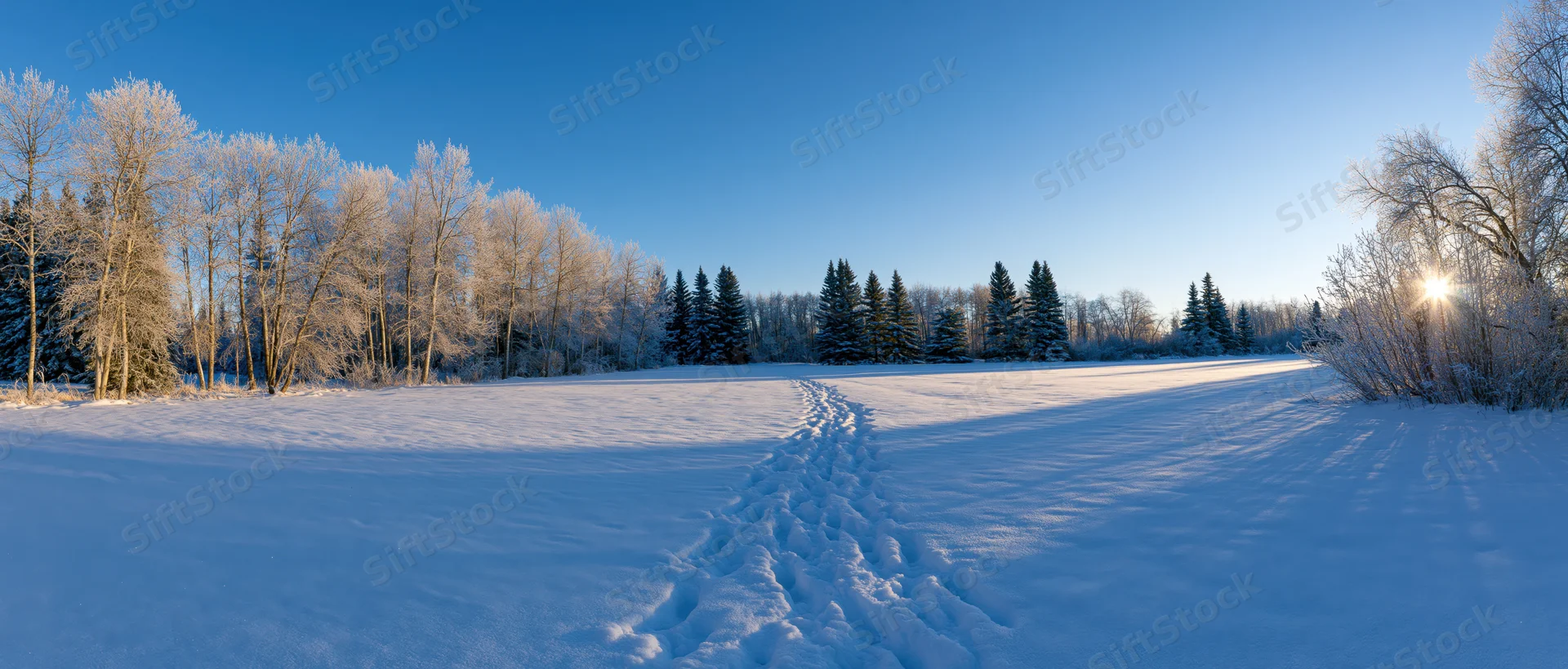 Footprints in snow leading through a frost-covered forest field at sunrise