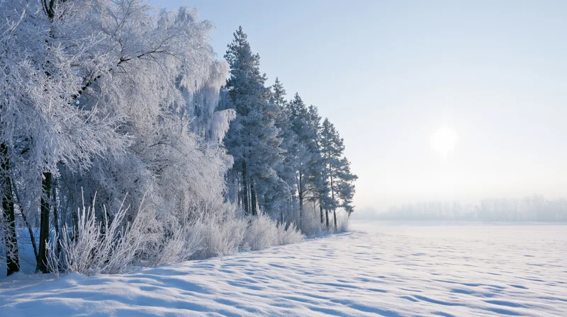 Snow-covered pine and deciduous trees lining a frozen field under bright winter sunlight