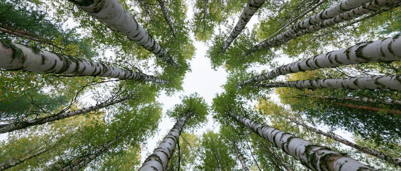 Upward view of birch trees in a forest canopy with green leaves and white bark against the sky