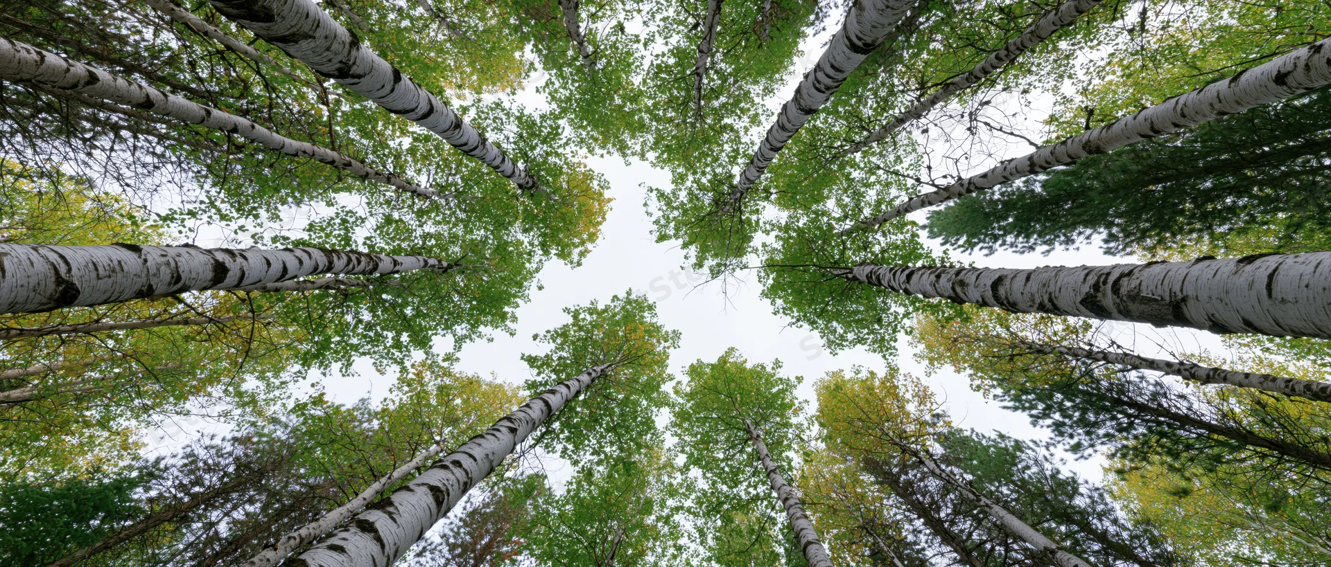 Upward view of birch trees in a forest canopy with white trunks and green autumn leaves against the sky