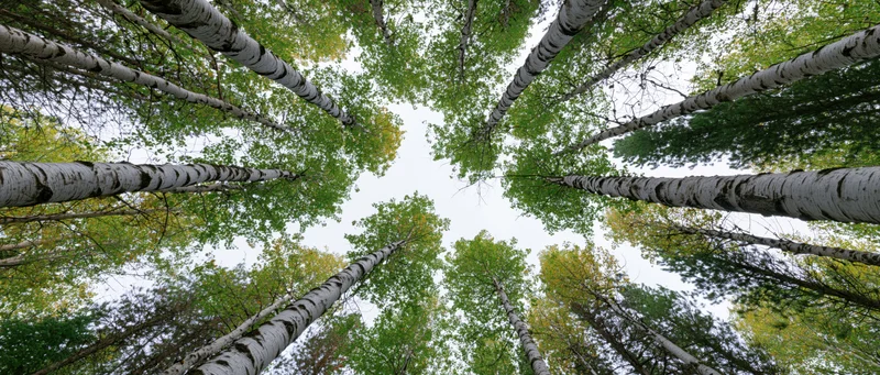 Upward view of birch trees in a forest canopy with white trunks and green autumn leaves against the sky