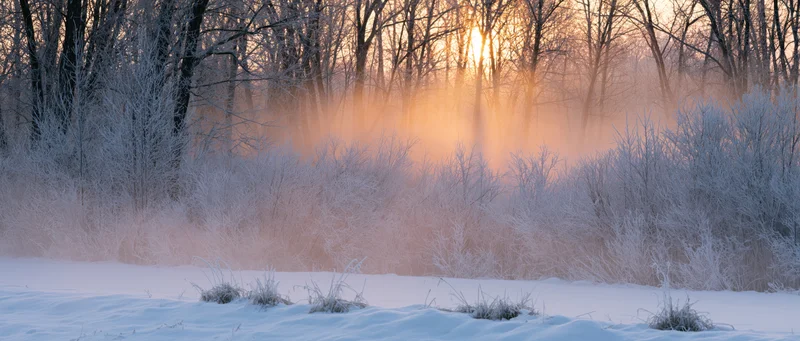 Frost-covered trees and shrubs in a snowy forest at sunrise with mist rising from the ground