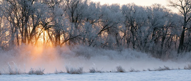 Frost-covered trees lining a snowy riverbank at sunrise