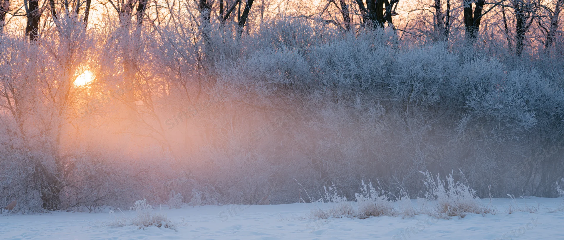 Frost-covered trees in a snowy forest at sunrise