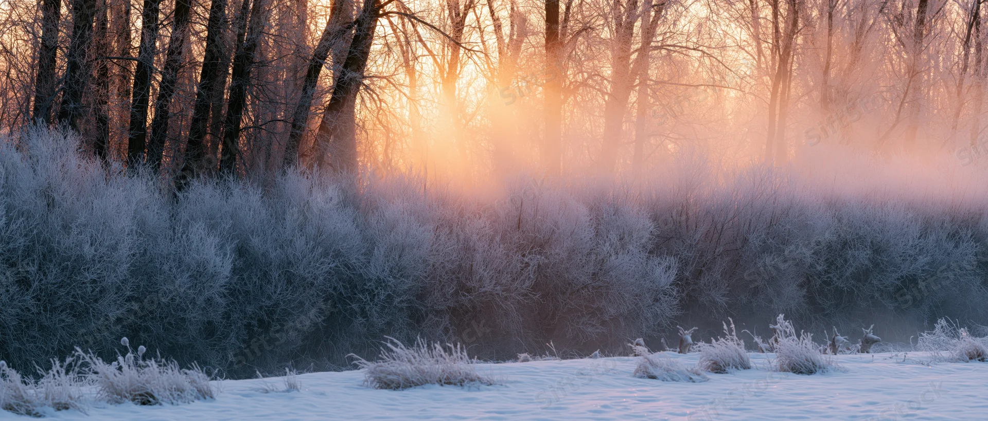 Frost-covered trees and shrubs in a snowy forest at sunrise