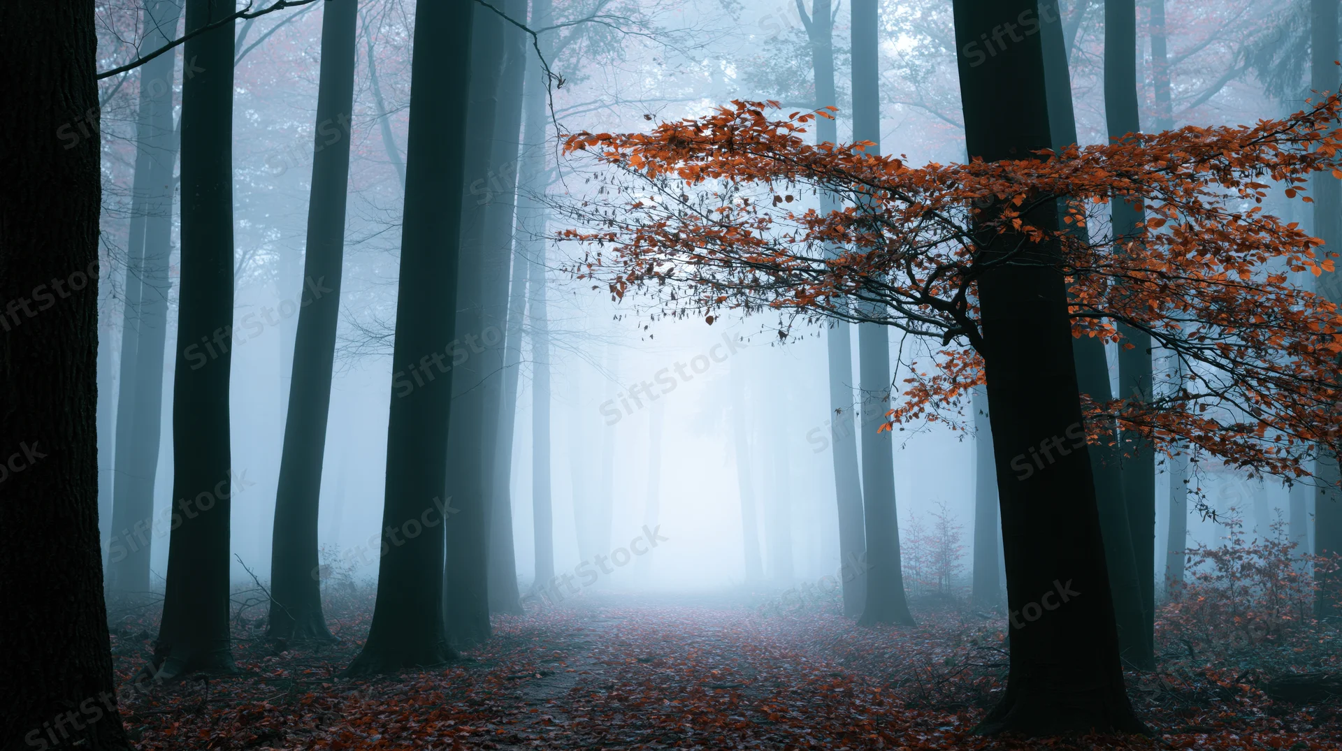 Autumn forest path covered in fallen orange leaves under foggy trees