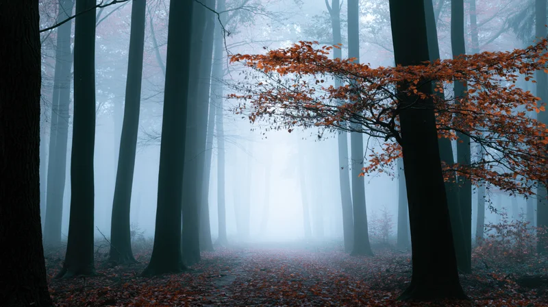 Autumn forest path covered in fallen orange leaves under foggy trees