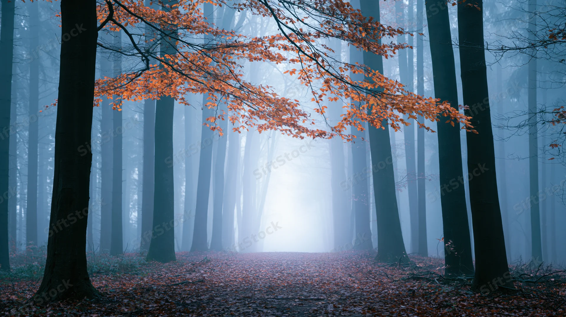 Autumn forest path lined with beech trees in fog, orange leaves on branches and ground, misty blue light in distance