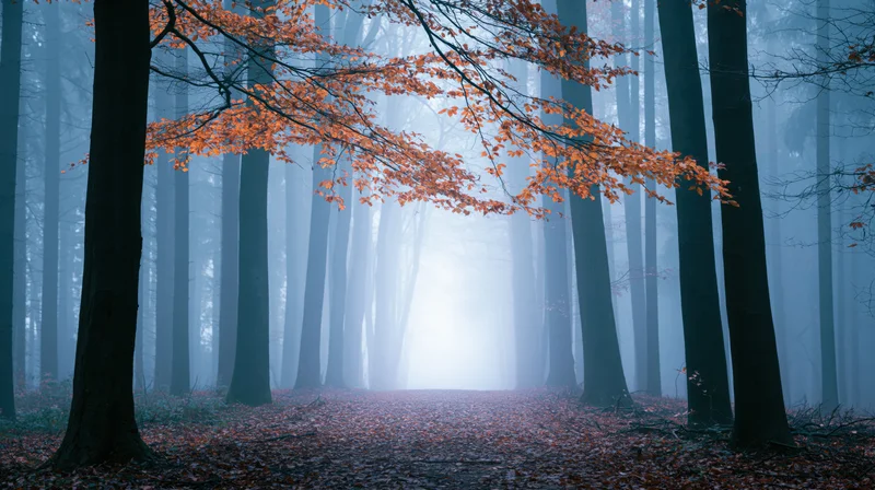 Autumn forest path lined with beech trees in fog, orange leaves on branches and ground, misty blue light in distance