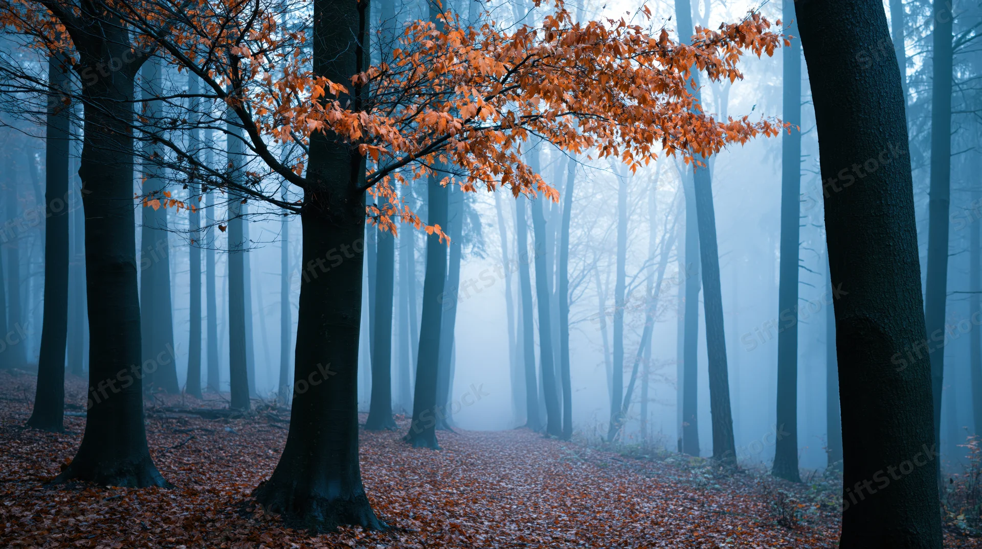 Autumn forest path covered in fallen leaves with foggy atmosphere and orange foliage on trees