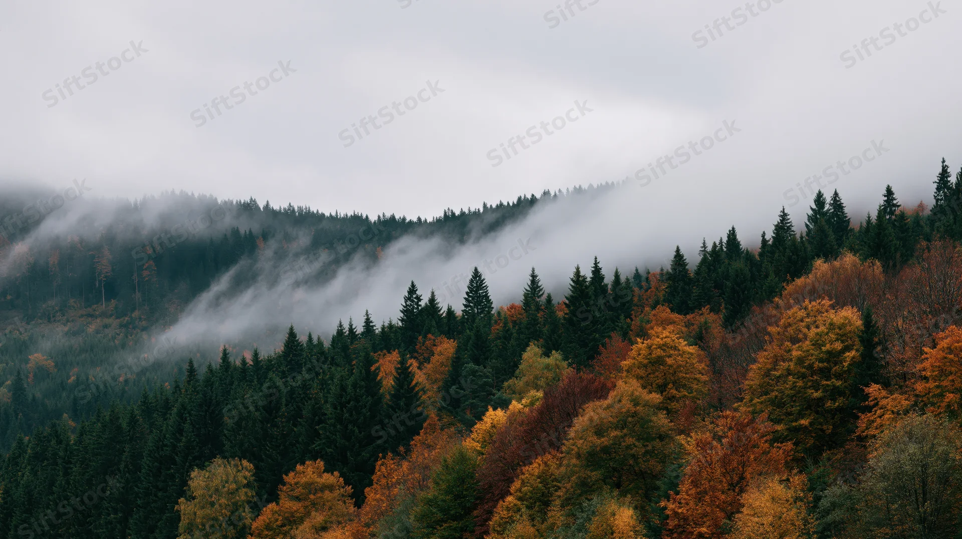 Autumn forest with evergreen and deciduous trees under foggy sky on mountain slopes