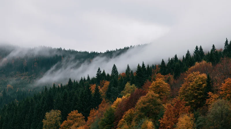 Autumn forest with evergreen and deciduous trees under foggy sky on mountain slopes