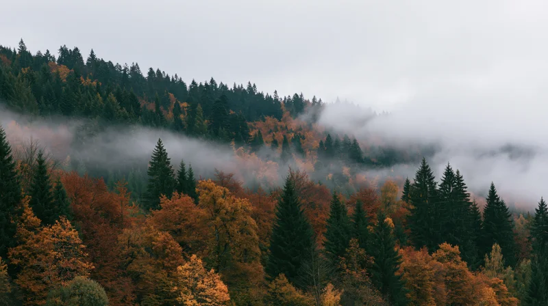 Autumn forest with fog drifting through trees on a mountain slope