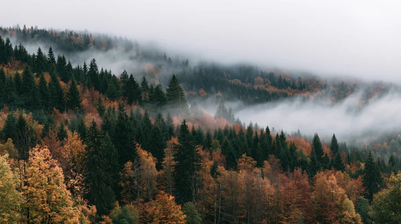 Autumn forest with evergreen and deciduous trees in fog-covered mountains