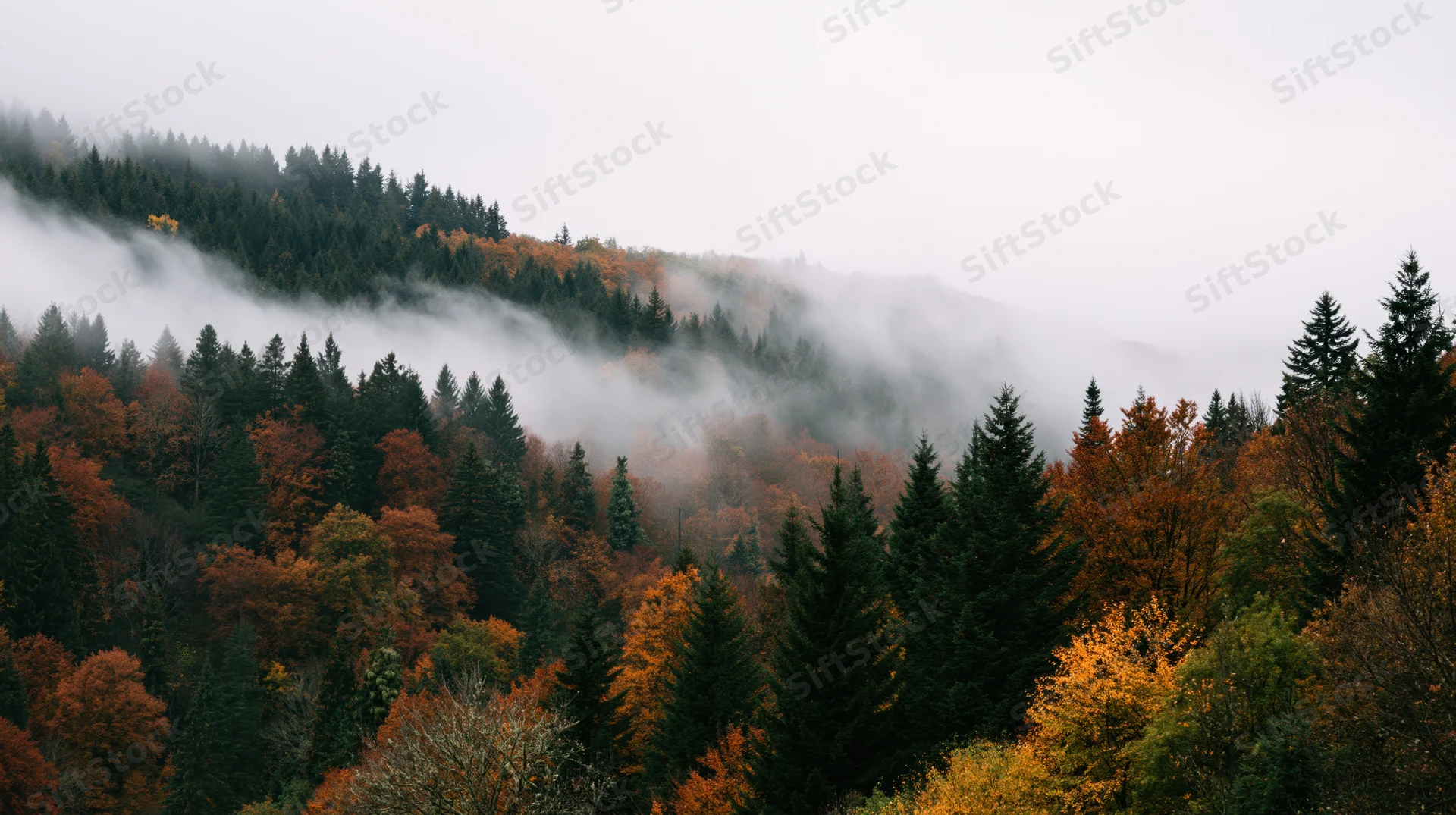 Autumn forest with evergreen and deciduous trees on misty mountainside