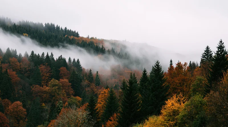 Autumn forest with evergreen and deciduous trees on misty mountainside