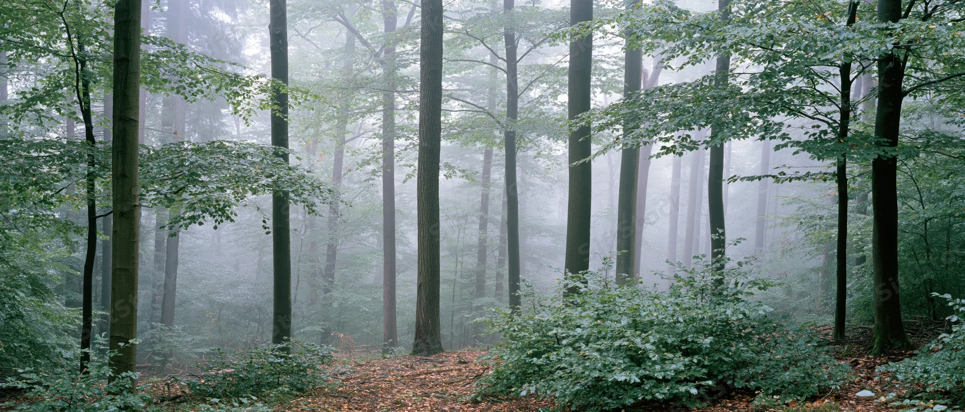 Foggy forest with tall trees and leaf-covered ground in autumn woodland