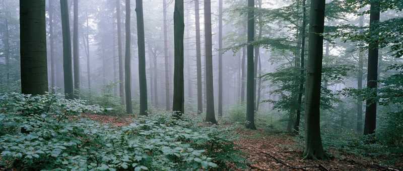 Misty forest with tall trees and dense undergrowth in a quiet woodland setting
