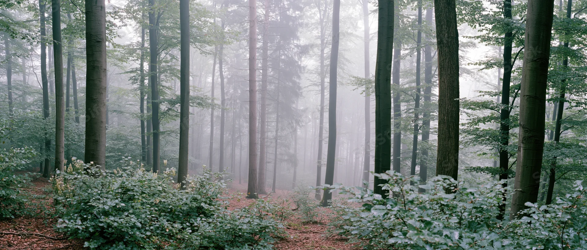 Foggy forest with tall trees and undergrowth along a path