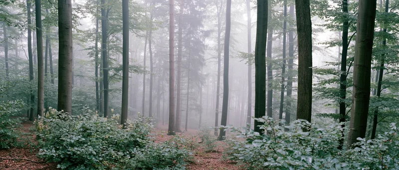 Foggy forest with tall trees and undergrowth along a path