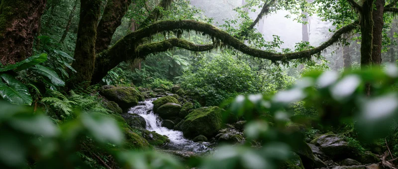 Moss-covered trees arching over a flowing stream in a dense rainforest