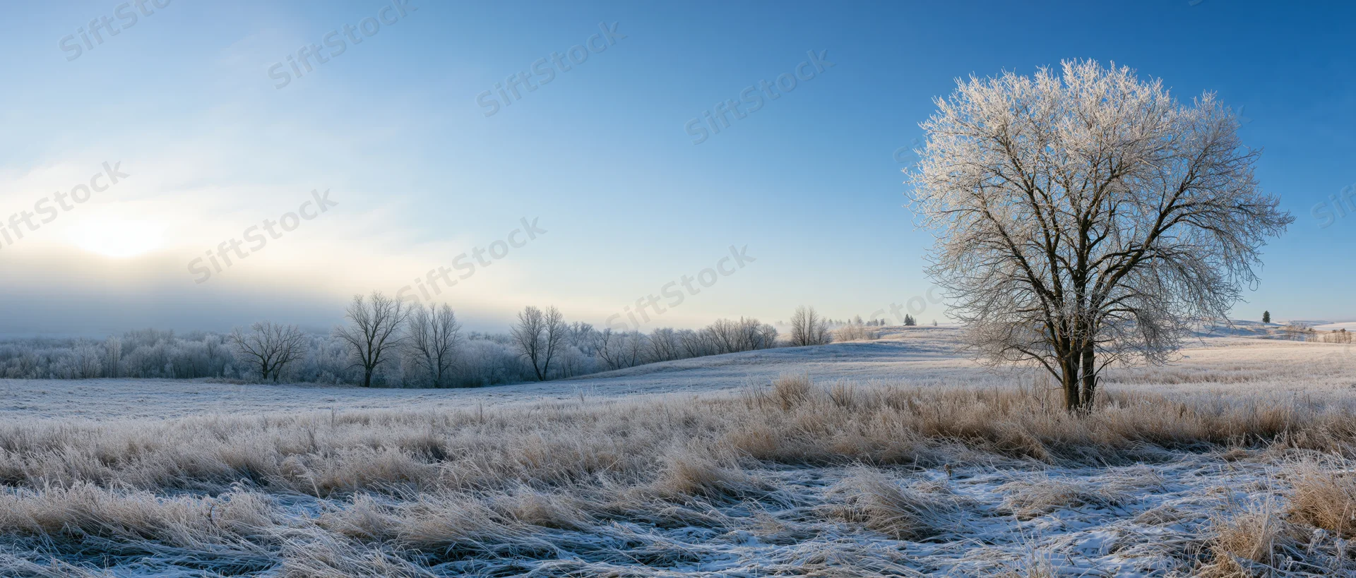 Frost-covered tree standing alone in a snow-dusted field under a clear blue sky at sunrise