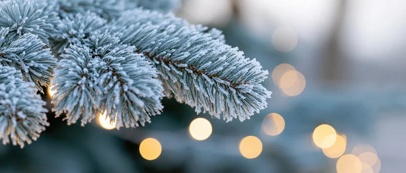 Frosted pine branch with blurred holiday lights in background