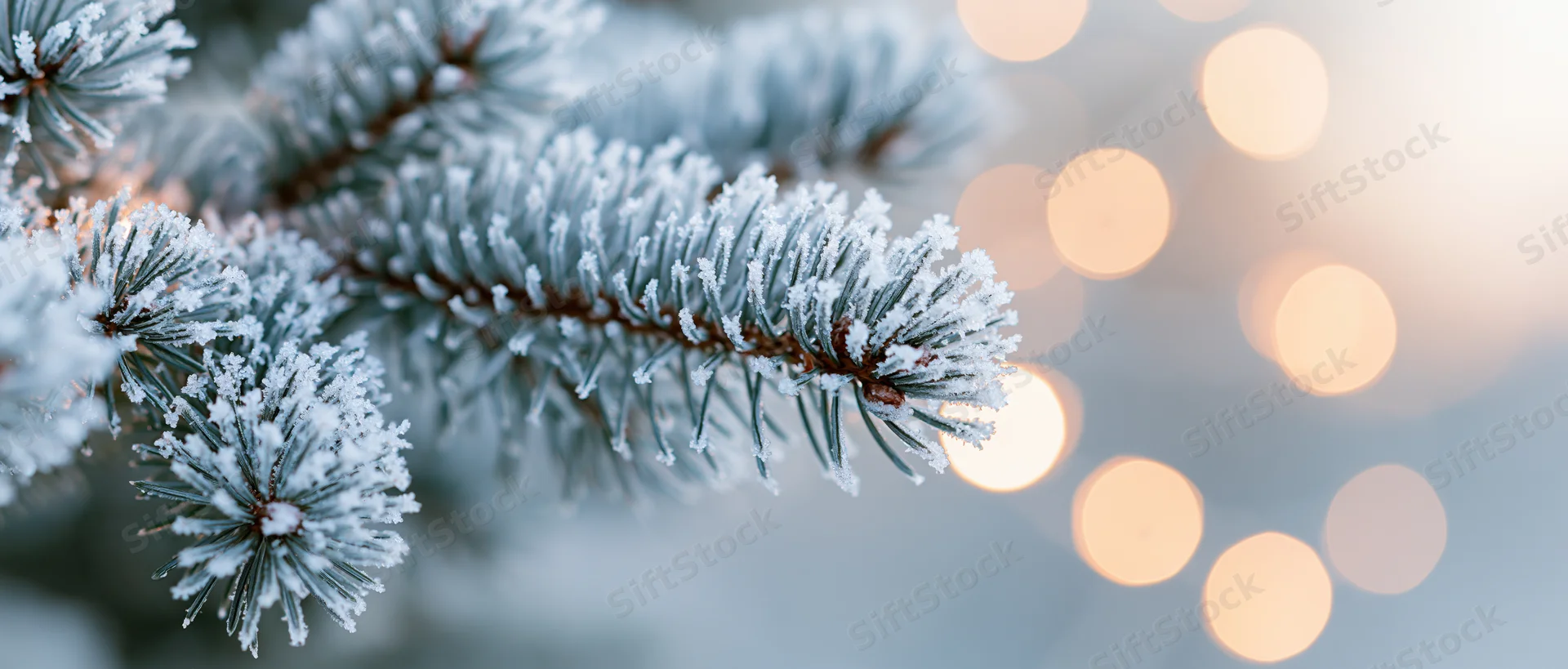 Snow-covered pine branch with bokeh lights in the background