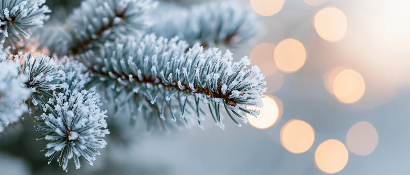 Snow-covered pine branch with bokeh lights in the background