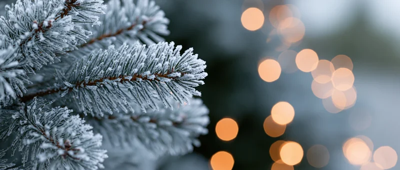 Frost-covered pine branches with warm bokeh lights in the background