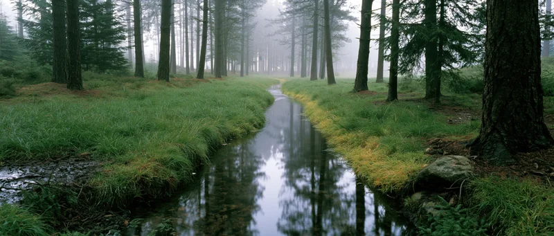 Narrow stream winding through foggy pine forest with grassy banks and tree reflections in calm water