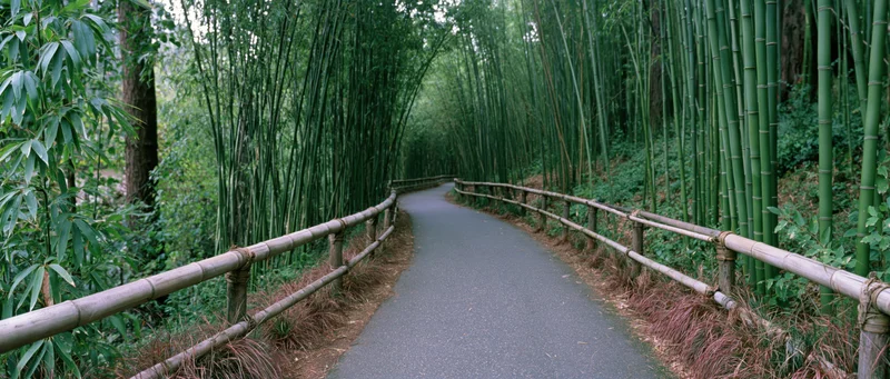 Winding paved path through dense bamboo forest with bamboo railings on both sides