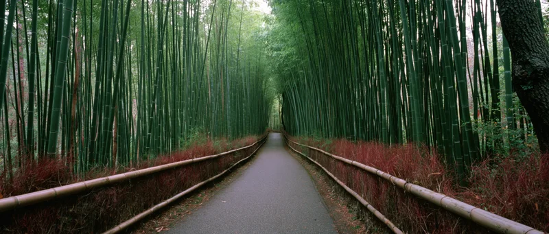 A paved path lined with tall bamboo stalks leading through a dense forest in Japan